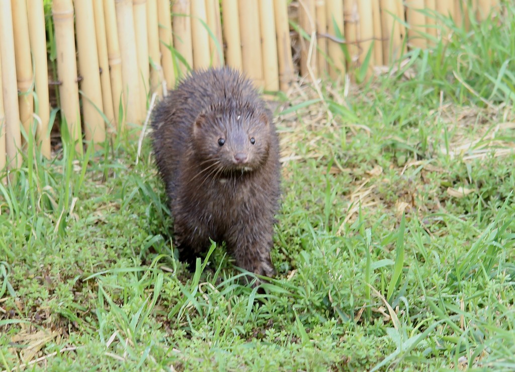 Mink near the Ron Barker Hide (Bob Hurrell)