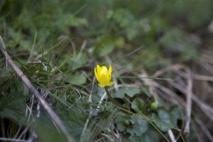 Lesser celandine