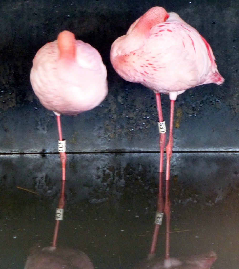 Girl on the left, boy on the right. It's easy to spot the couples forming at this time of year.