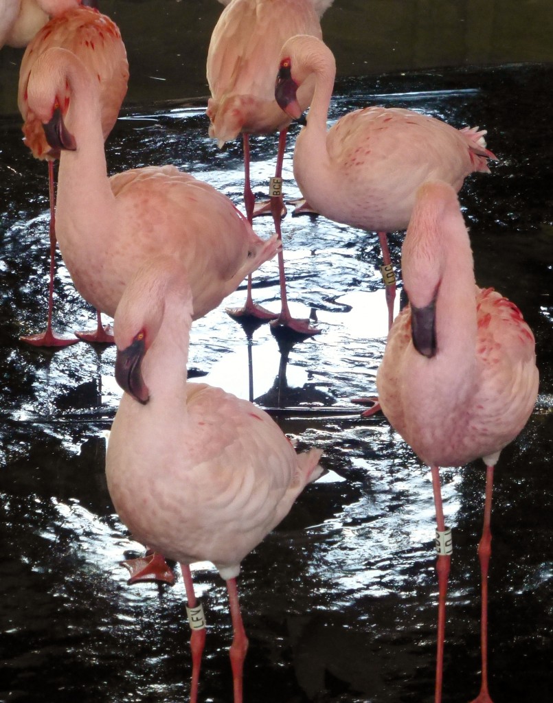 You can see why this display is termed the "broken neck" display. A sign of heightened interest between birds, lesser flamingos generally do this when they start marching (moving together in their courtship dance).