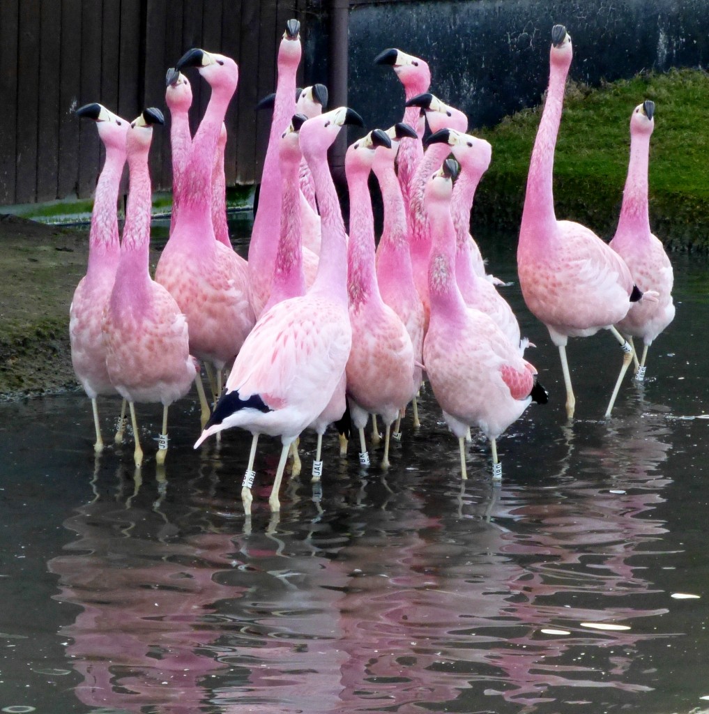 Tightly packed together, the courtship dance of the Andean flamingo is very highly choreographed. 