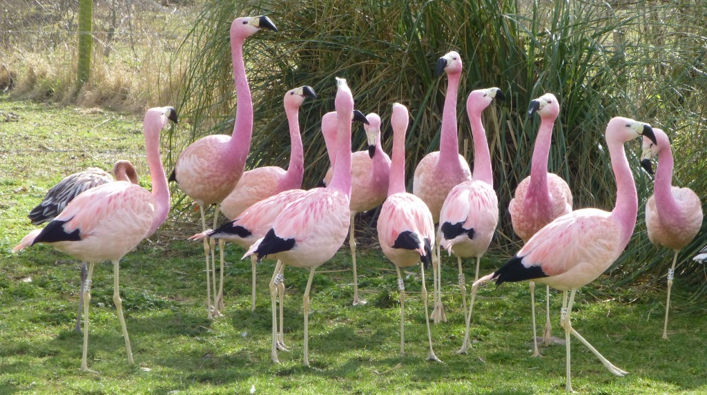 Spot the birds with their beaks slightly pointed up into the air. These are the flamingos that are keen to start courting. They just need to encourage other birds to join in too!