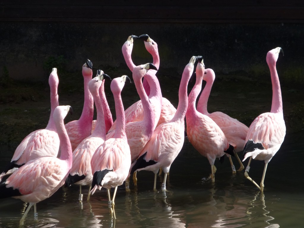 Birds that are keen to do a full display gradually move in tighter and tighter groups; they bump into each other more and hence end up squabbling. This squabbling eggs on more birds and eventually you get a group of dancing flamingos!