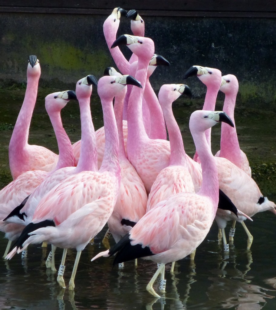 Twirling, twirling! The Slimbridge flock of Andean flamingos gets in the mood for dancing!