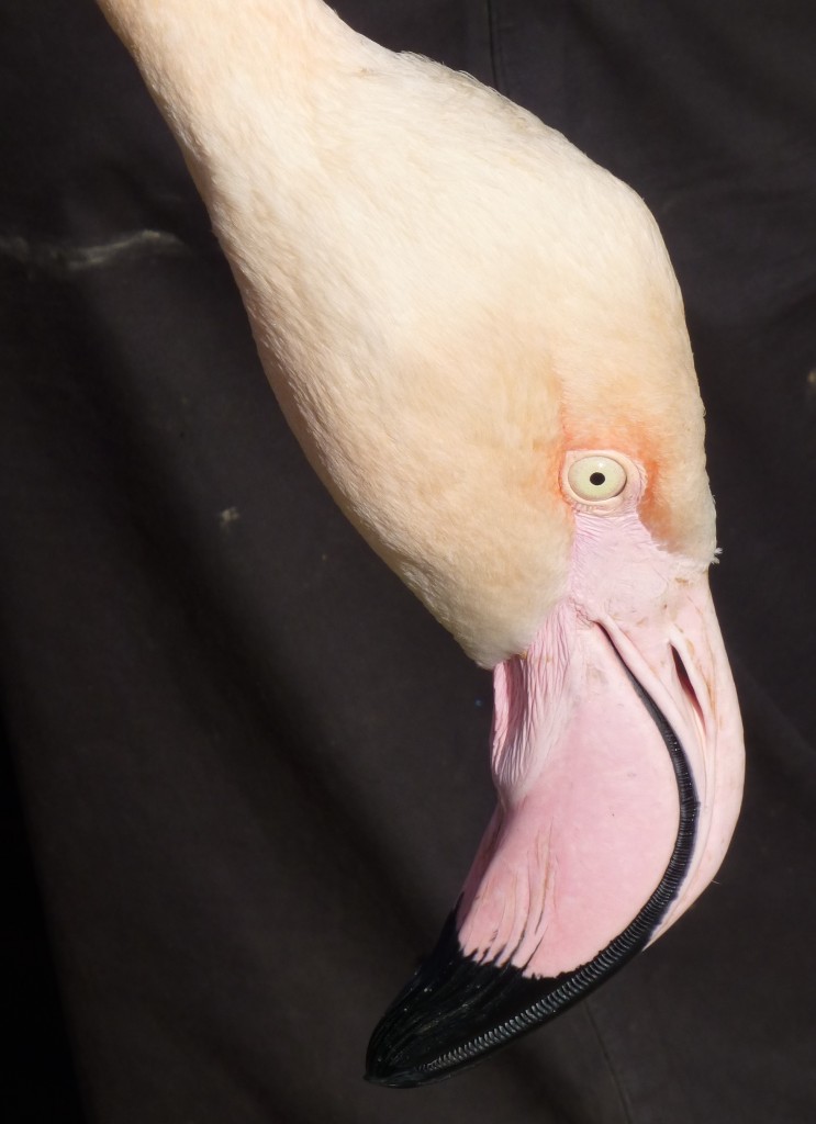 Another very handsome bird waits it turn to be weighed.