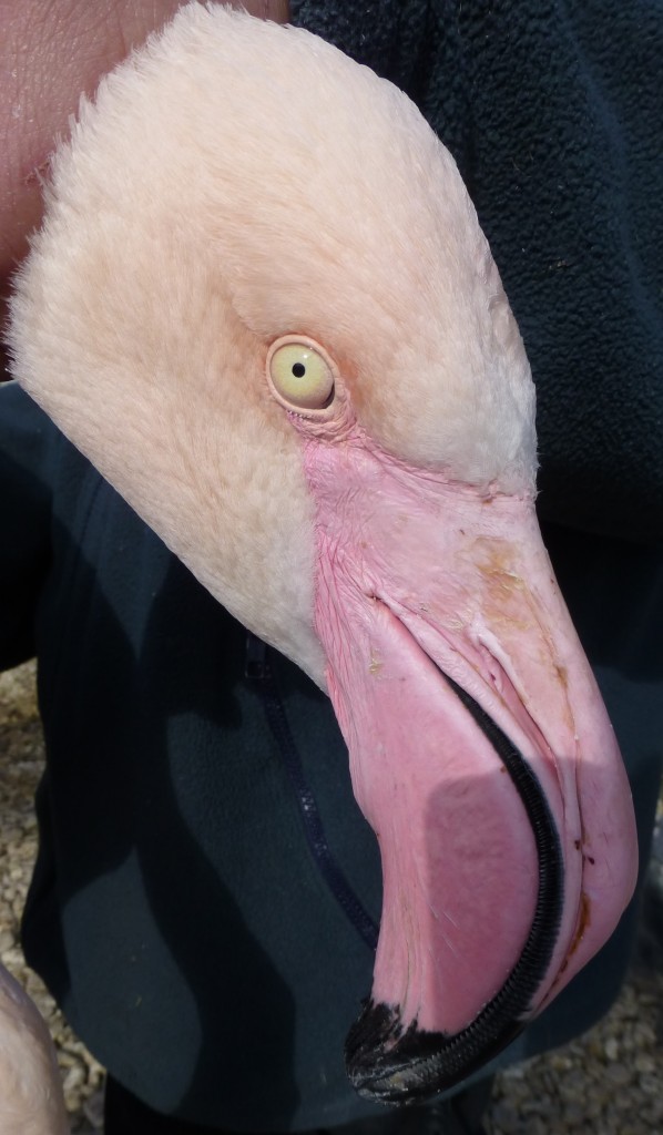 One of the nice things about a flamingo catch is the opportunity to see the birds in such fine detail. 