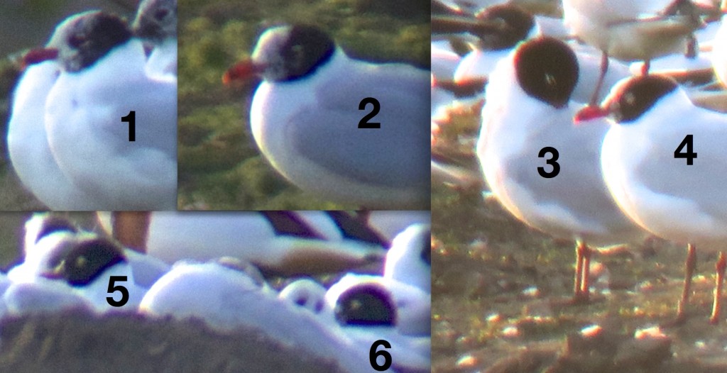 Mediterranean Gulls at least 6 birds  around the Mere today (T. Disley)