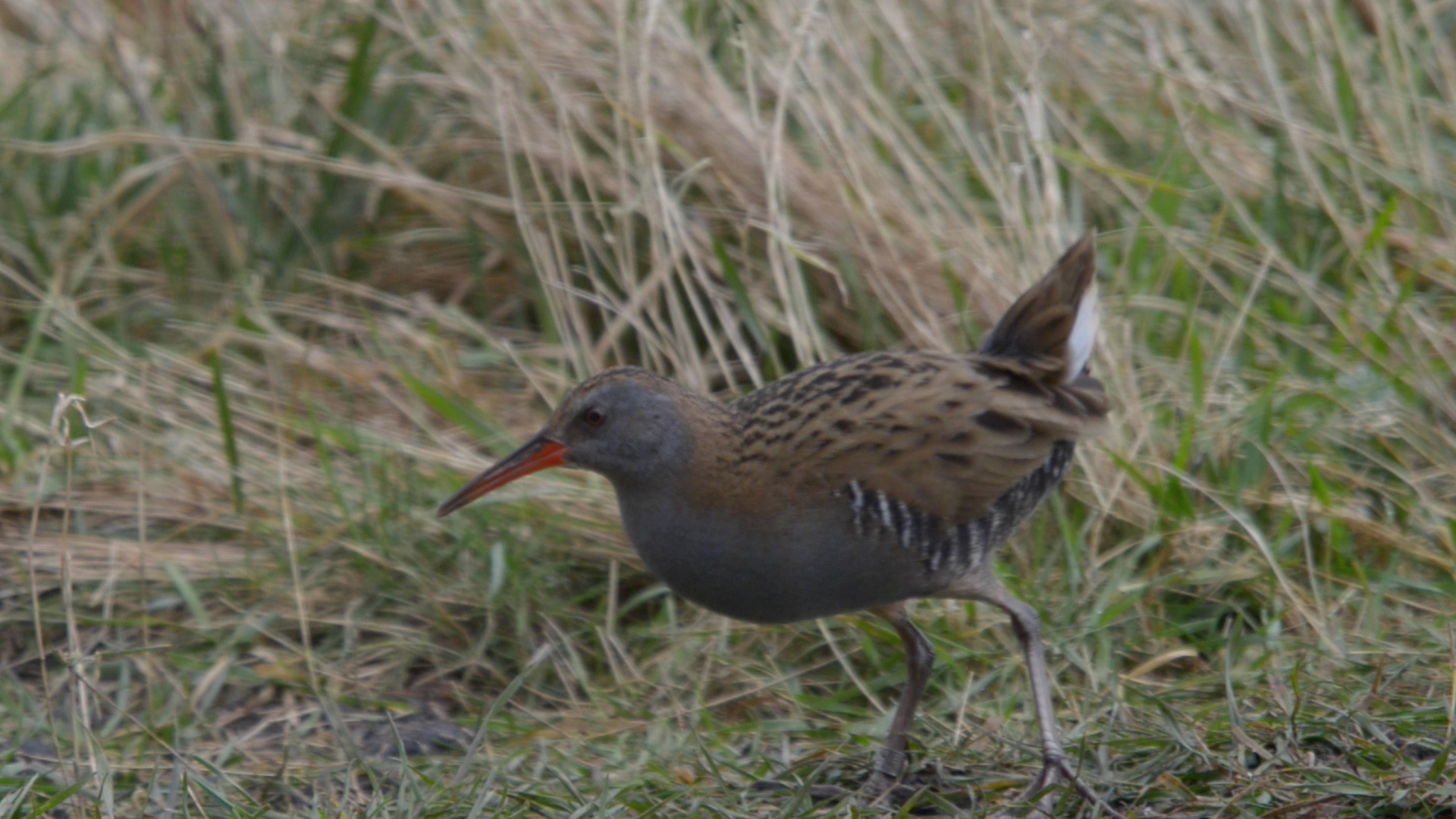 Water Rail