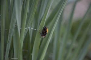 White-tailed bumblebee