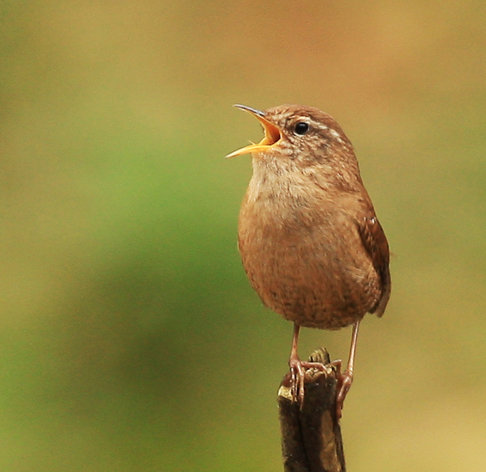 Dawn Chorus Wren. Credit: Richie Lort