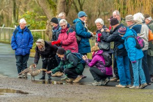 Group feeding geese