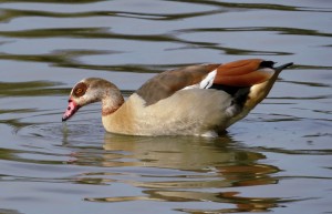 GypGoose