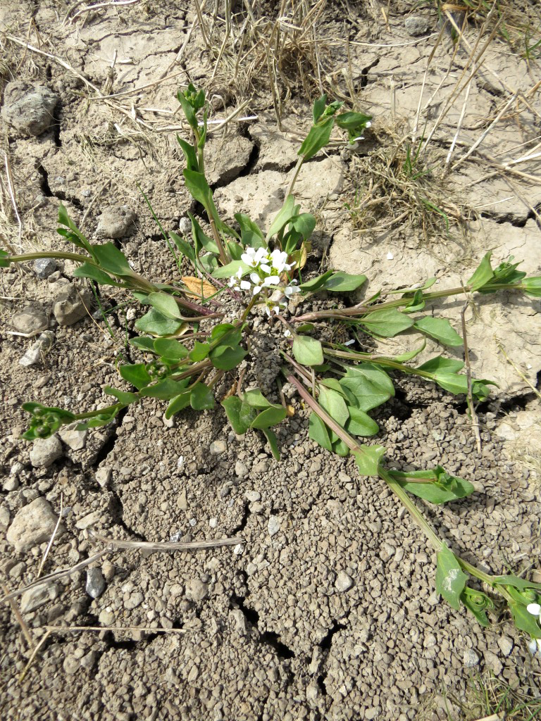 English scurveygrass in flower at Steart Marshes