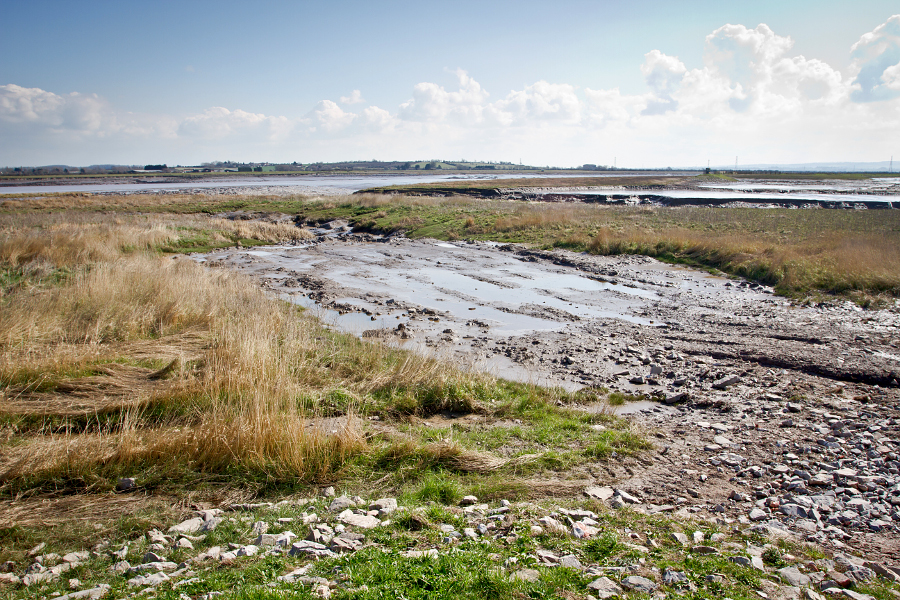Steart Marshes (c) CIEEM