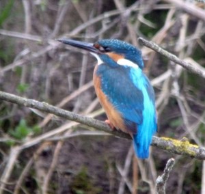 Kingfisher, MJMcGill