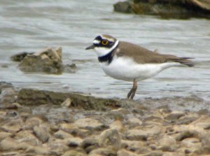 Little ringed Plover, Rushy, MJMcGill