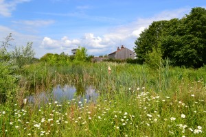 You can see a wetland treatment system in action at Slimbridge Wetland Centre