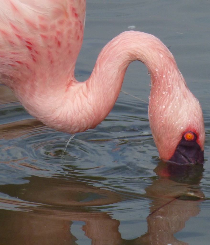 A vivid orange eye in a lesser flamingo is one of the best ways of spotting that a bird is in breeding condition.