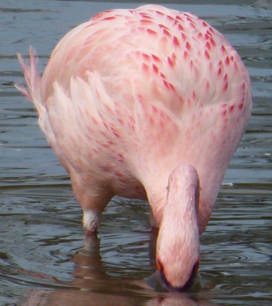 Spot the red bits. The splashes of scarlet that highlight the end of a lesser flamingo's contour (or body) feathers are unique to this species. Match with the bright eyes and you have a mate-winning combination!