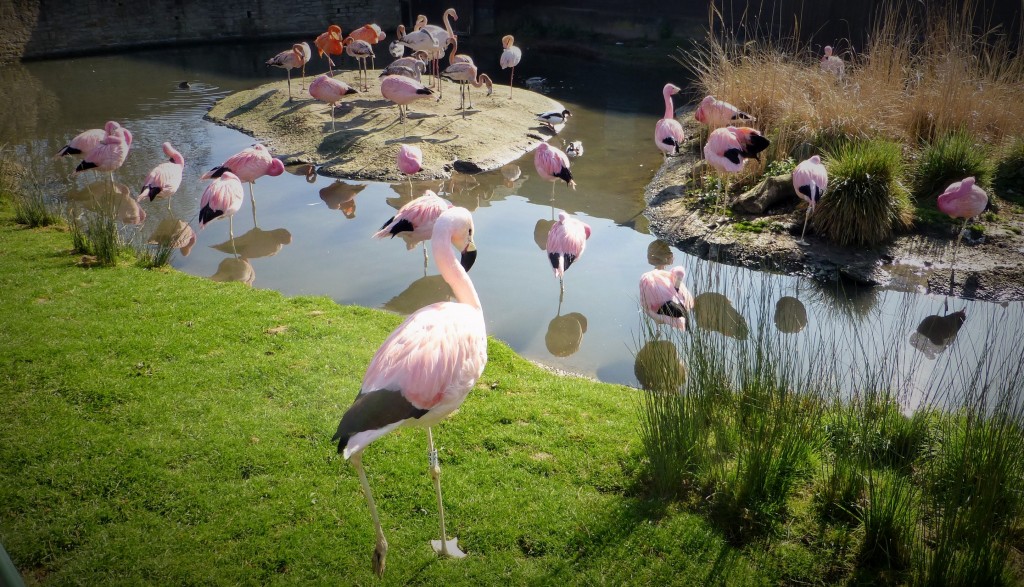 All over the show! Lots of posing Andeans in the sunshine means you can get some real close encounters with this very special flock of birds. 