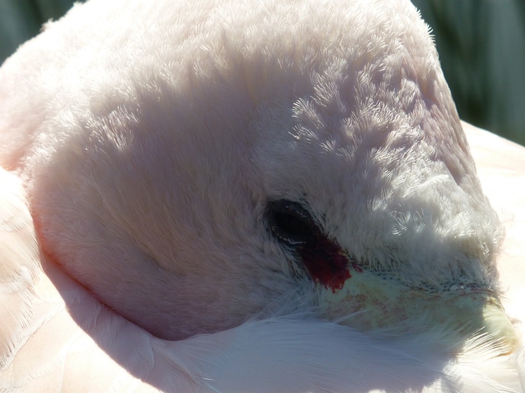 Only WWT Slimbridge allows you to see these very  rare flamingos in this much detail. Cool stuff! 