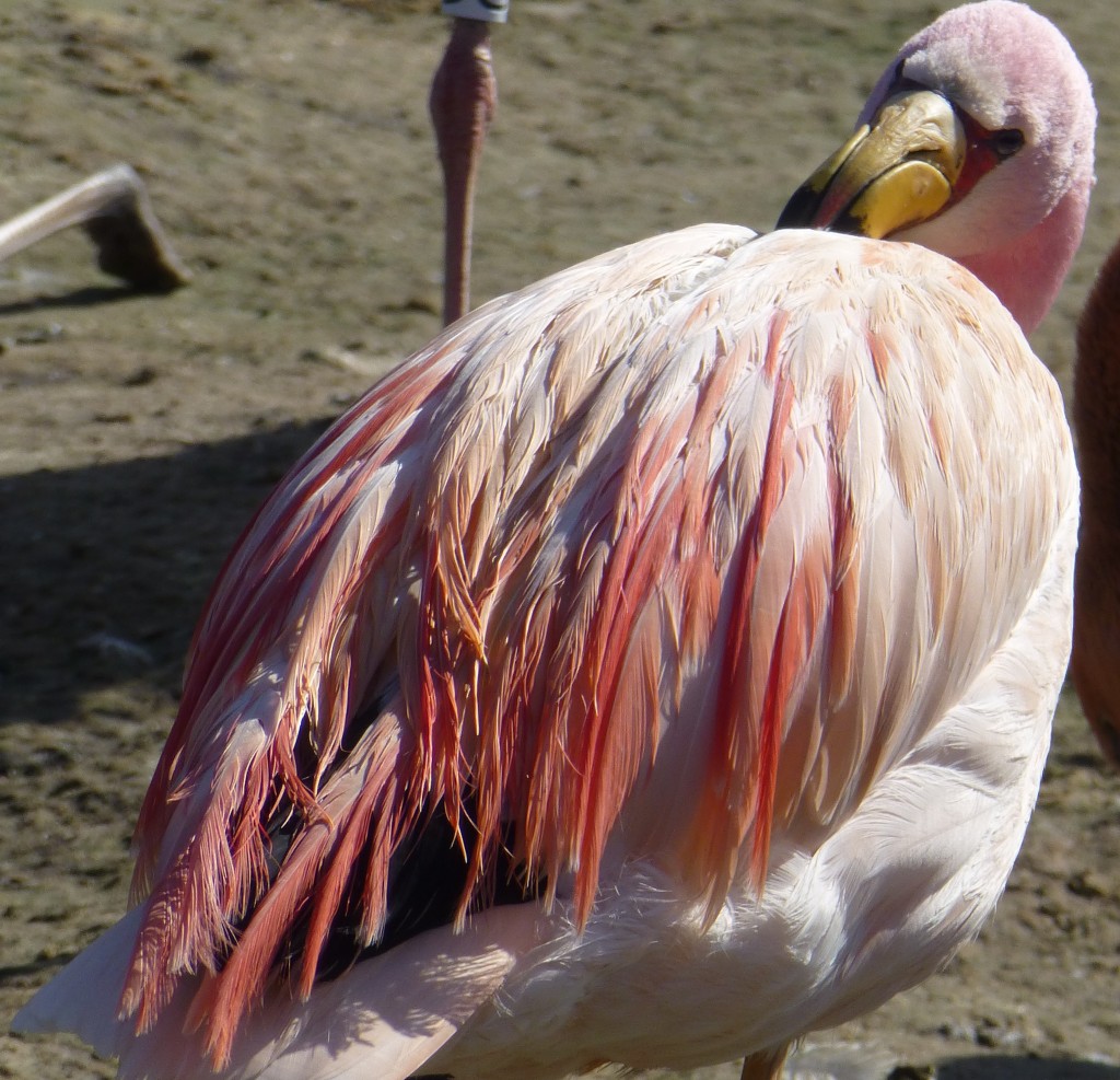 Looking vivid in the sunshine. Mr James preens his lustrous plumes and soaks up some rays. 