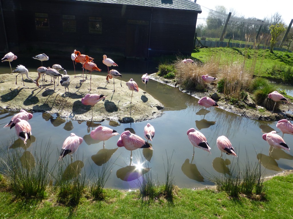 All friends together. The common companions in this flock have sorted themselves into a neat row for easy viewing!  