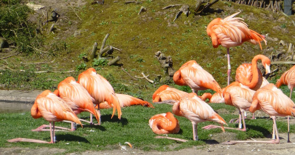 Yet more birds in a line! You can tell it's warm when the pink birds sit like this!