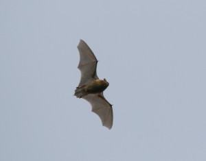 Pipistrelle species by BTO