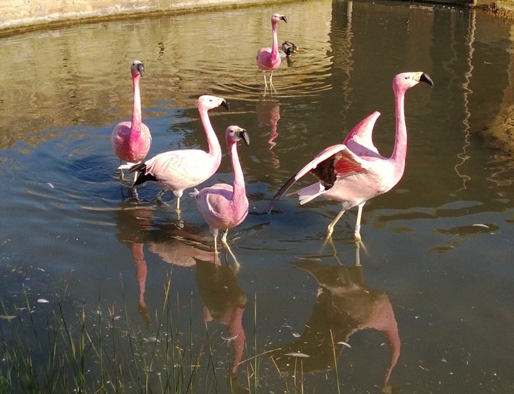 What an array of pink! Whilst lesser flamingos go in for red edges, so Andean flamingos are real fans of purple and violet. These shades of their breeding colours are really obvious at the moment. Watch them closely and you might see some very energetic behaviour...