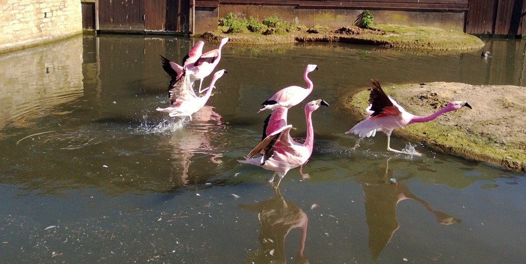 And they're off! If you watch closely, at this time of the year, when flirty flamingos get very excited, they will stand very proud with stretched necks pushed forward. And then, when enough of their friends join in, they will all run together, flapping their wings to keep balance. And then repeat! Now that's the sign of a very amorous bird :-)