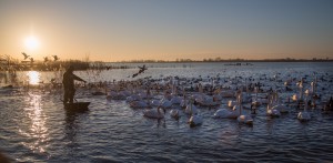 WWT Welney Swan feed by Sacha Dench