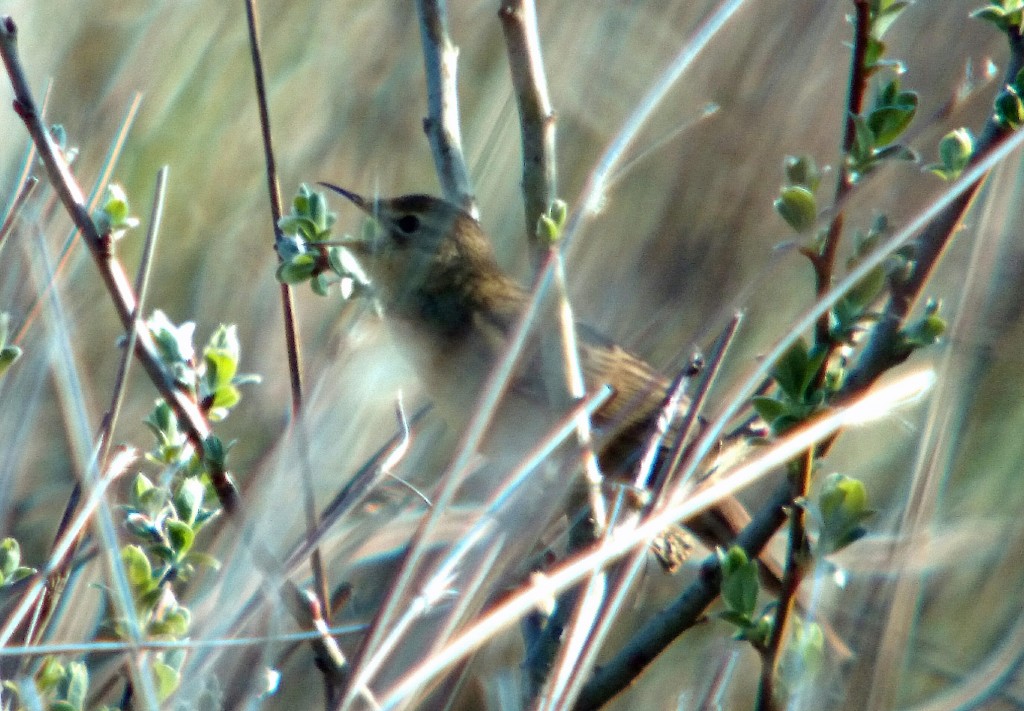 gropper1