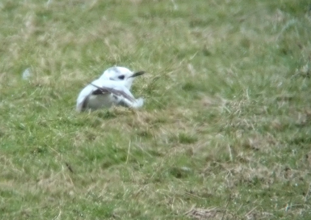 little gull