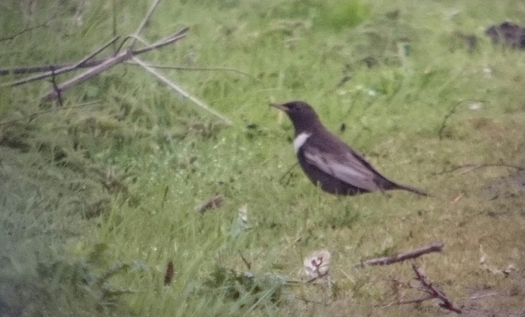 Only the second record for WWT Martin Mere