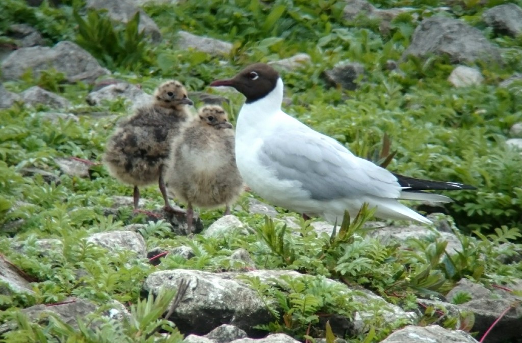 Black-headed Gull chicks getting bigger.
