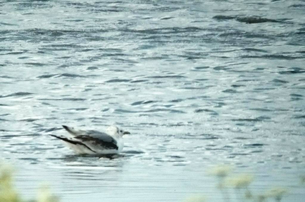 Kittiwake taking a rest