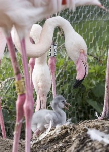 One greater flamingo chick has hatched at WWT Martin Mere Wetland Centre this week.