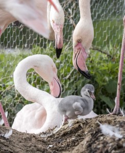 One greater flamingo chick has hatched at WWT Martin Mere Wetland Centre this week.
