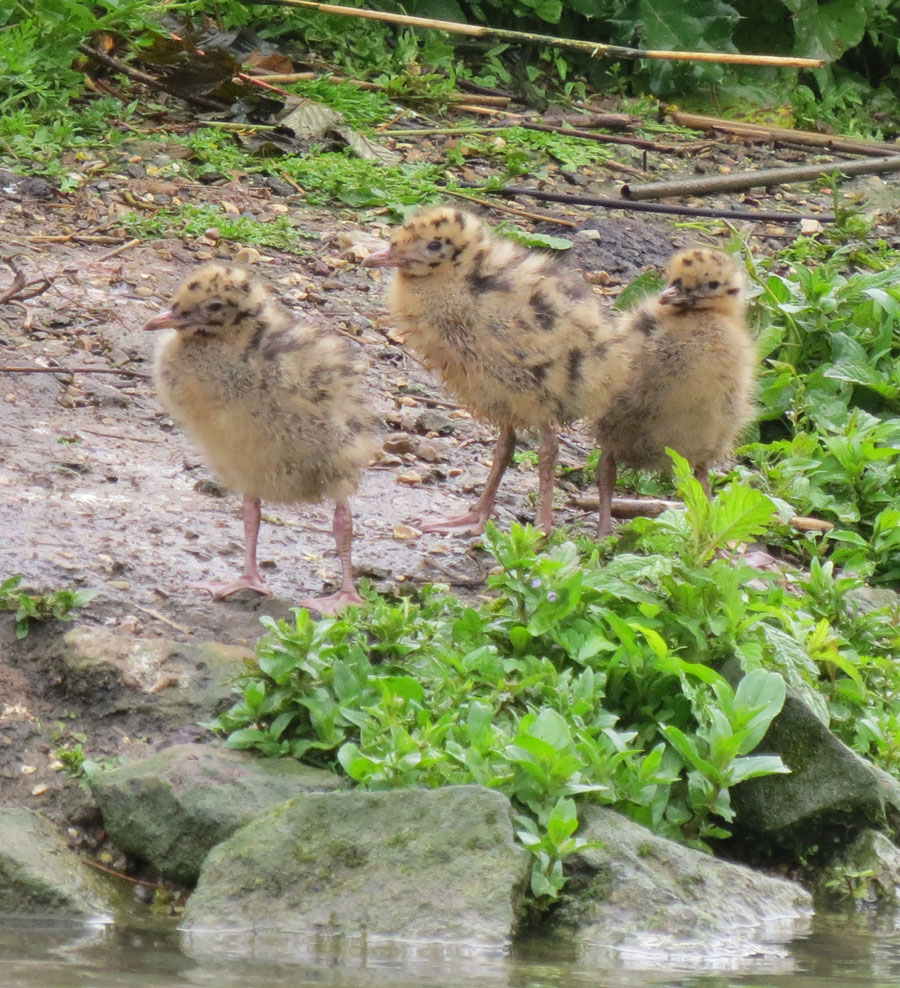Black-headed gull chicks are hatching out on the islands near the Sand Martin hide.