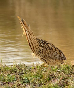 A Great Bittern at WWT