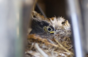 Chick in nest by Adam Finch