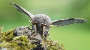 Poplar hawkmoth by Adam Finch