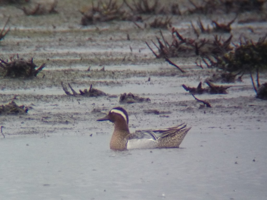 This drake Garganey put the WWT Martin Mere year list on 130 species