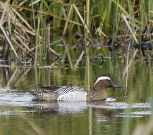 Garganey, male, MJM