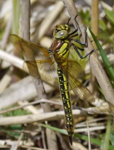 Hairy Dragonfly-MJMcGill