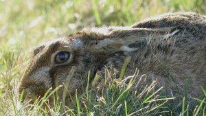 Hare by Adam Finch