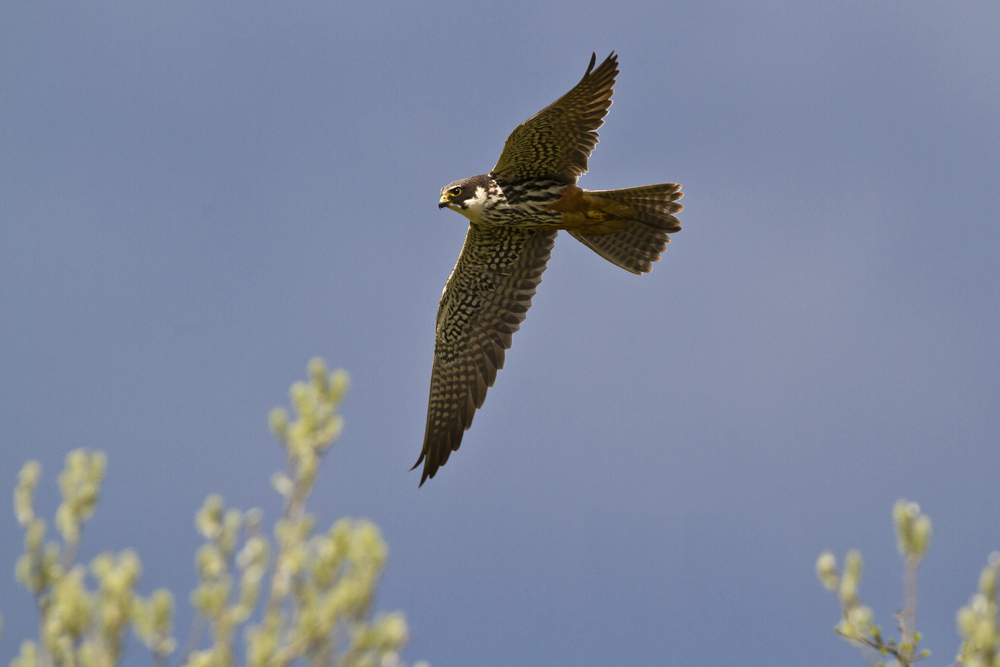 Hobby by Simon Stirrup