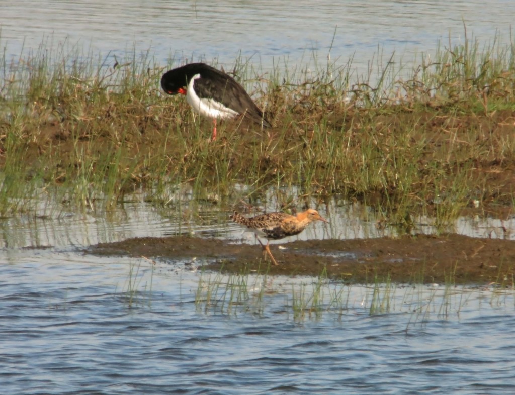 The second male Ruff in breeding plumage on the Flood Ground today. Photo by Warden Joe Bilous