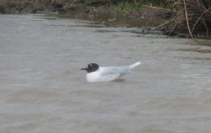 LittleGull